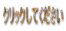 NbNĂ
